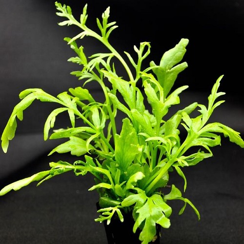 Ceratopteris cornuta - Fougère de Sumatra en pot